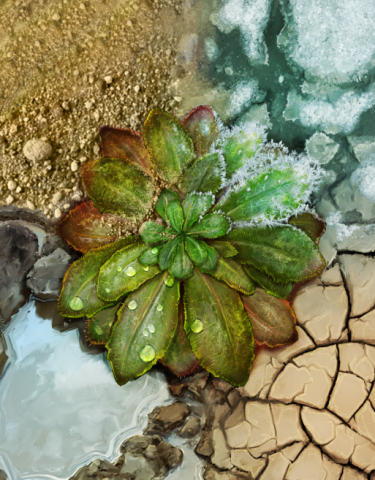 Reproducción artística de una Arabidopsis 