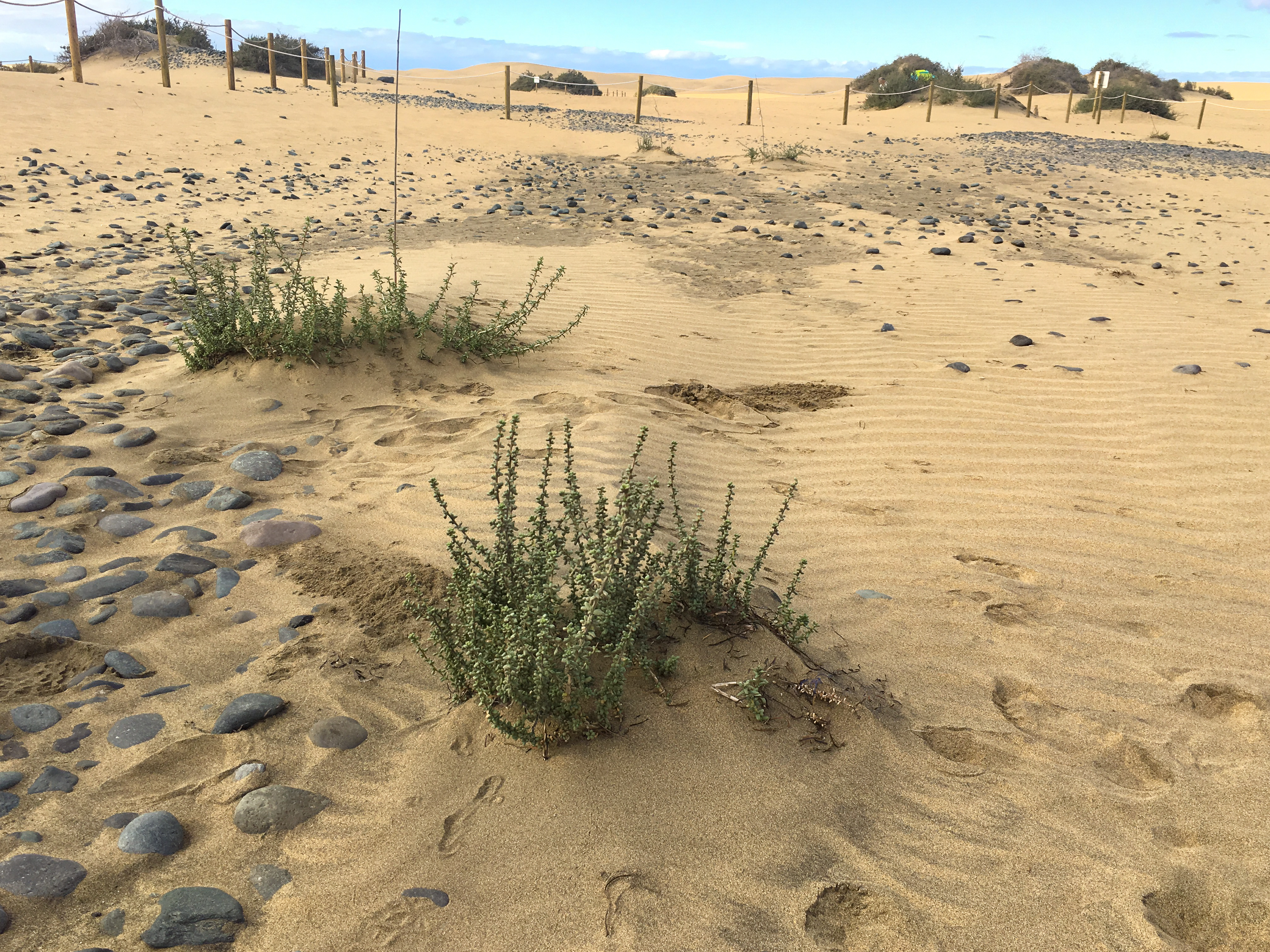 Captando dunas