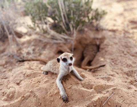 Imagen de un suricata (Suricata suricatta), especie analizada en el estudio. Imagen de un suricata (Suricata suricatta), especie analizada en el estudio.