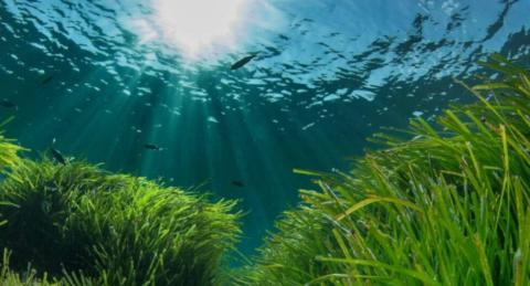 La Junta y la UICN firman un convenio para conservar la Posidonia oceánica y reforzar la resiliencia del litoral mediterráneo andaluz