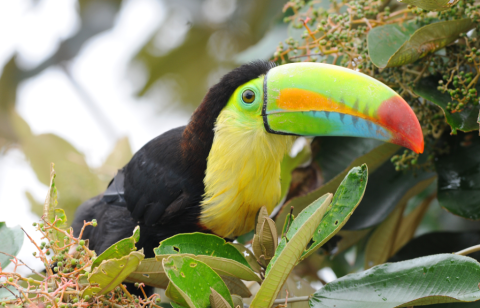 La AECID impulsa la restauración ecológica en la Cuenca Hidrográfica del Canal de Panamá