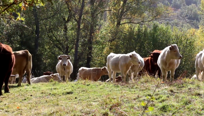 vacas