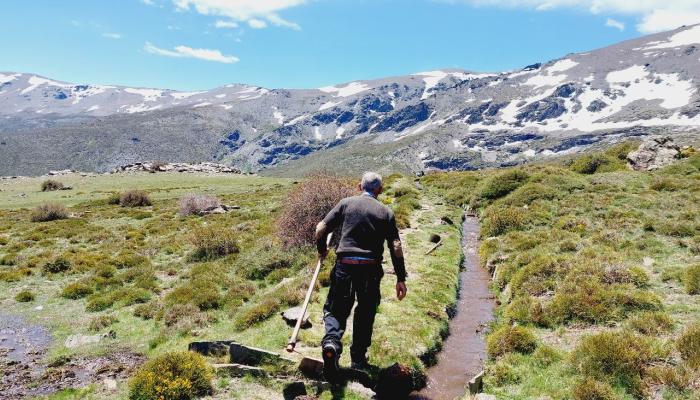 Ganadero abriendo una derivación para el riego de un borreguil en la acequia de El Corazón (Jérez del Marquesado, Granada).